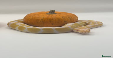 Python Snake reptiles - Advert 8