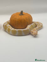 Python Snake reptiles - Advert 13