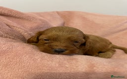 Cavapoo dogs for sale: Beautiful Ruby Cavapoos  - Advert 7