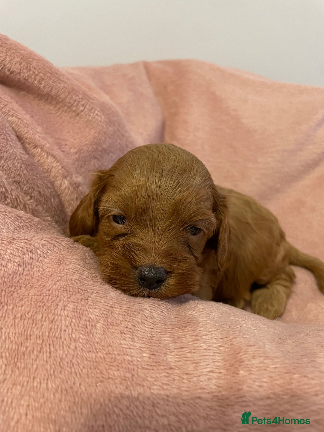 Cavapoo dogs for sale: Beautiful Ruby Cavapoos  - Advert 7