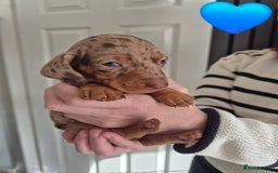 Miniature Dachshund dogs for sale: Looking for their forever 🏡 - Image 3