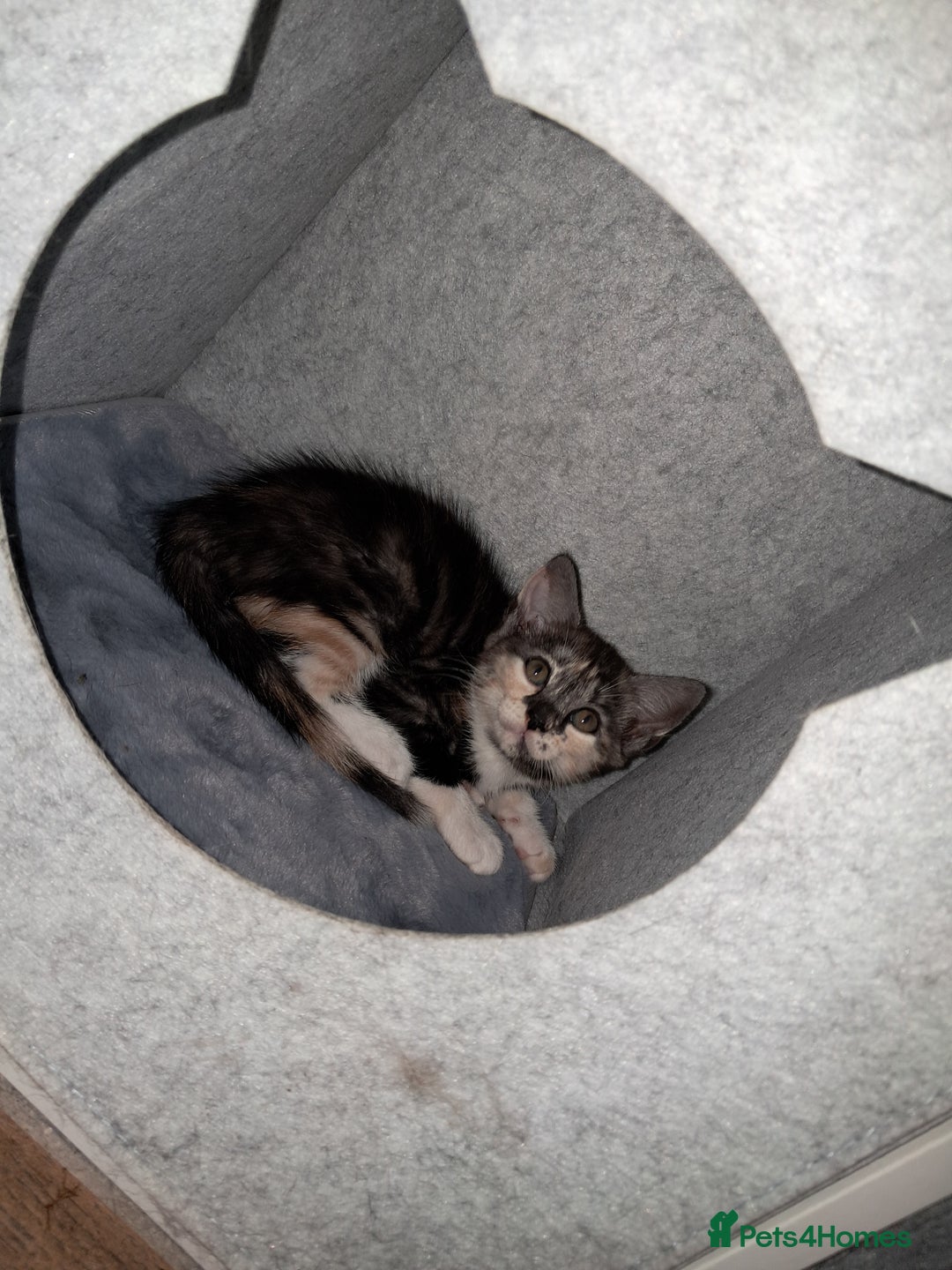 Mixed Breed cats for sale: 2 gorgeous kittens - Advert 4