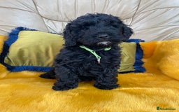 Cockapoo dogs for sale: F1 Cockapoo boys and girls - Image 5