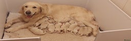 Golden Retriever dogs for sale: Pedigree Golden Retriever Puppies - Advert 1