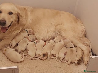 Golden Retriever dogs Pedigree Golden Retriever Puppies - Advert 1