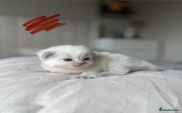 Ragdoll cats for sale: 🐾 Ragdoll kittens - ONE MALE TWO FEMALE LEFT 🐾 - Image 8