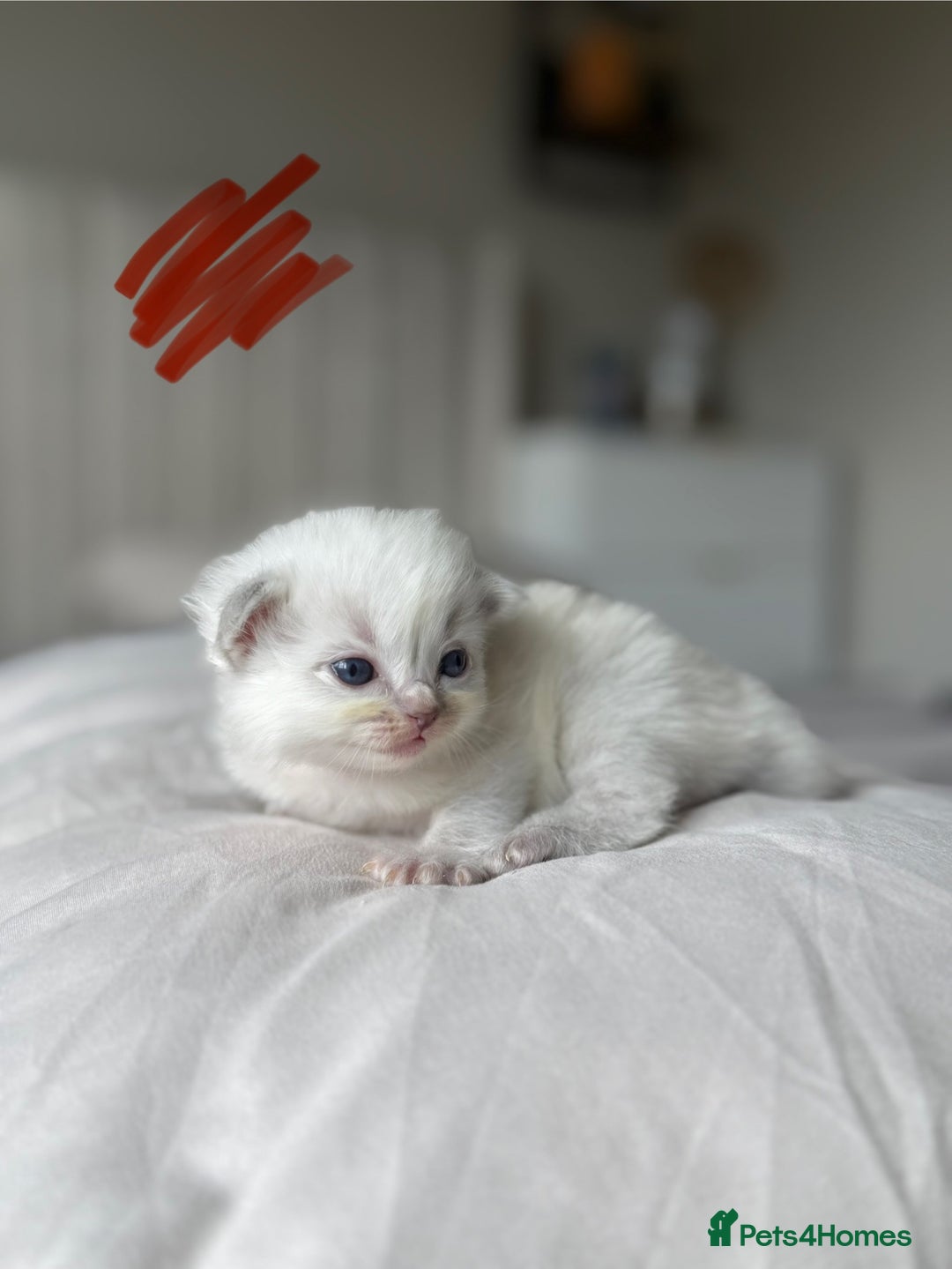 Ragdoll cats for sale: 🐾 Ragdoll kittens - ONE MALE TWO FEMALE LEFT 🐾 - Image 8