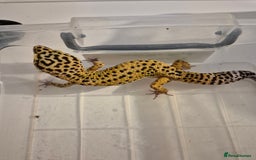 Gecko reptiles for sale: Various proven breeder leopard geckos  - Image 6