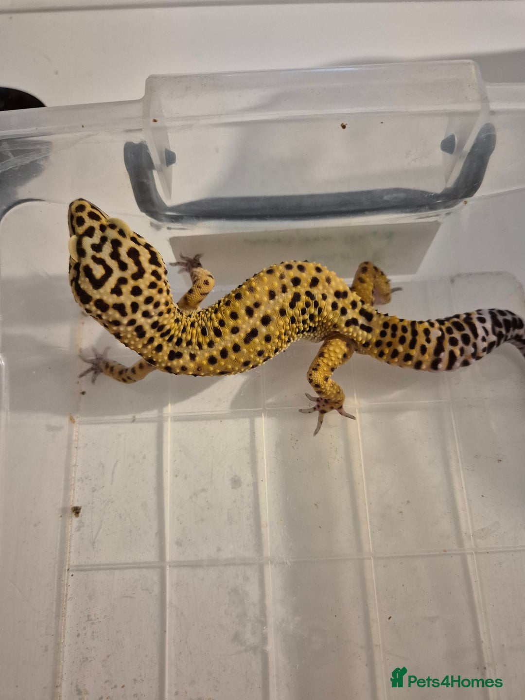 Gecko reptiles for sale: Various proven breeder leopard geckos  - Image 6