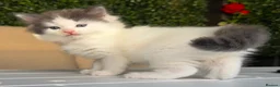 Ragdoll cats for sale: 🐾 5 Beautiful Ragdoll Cross Kittens 🐾 in Southampton - Advert 14