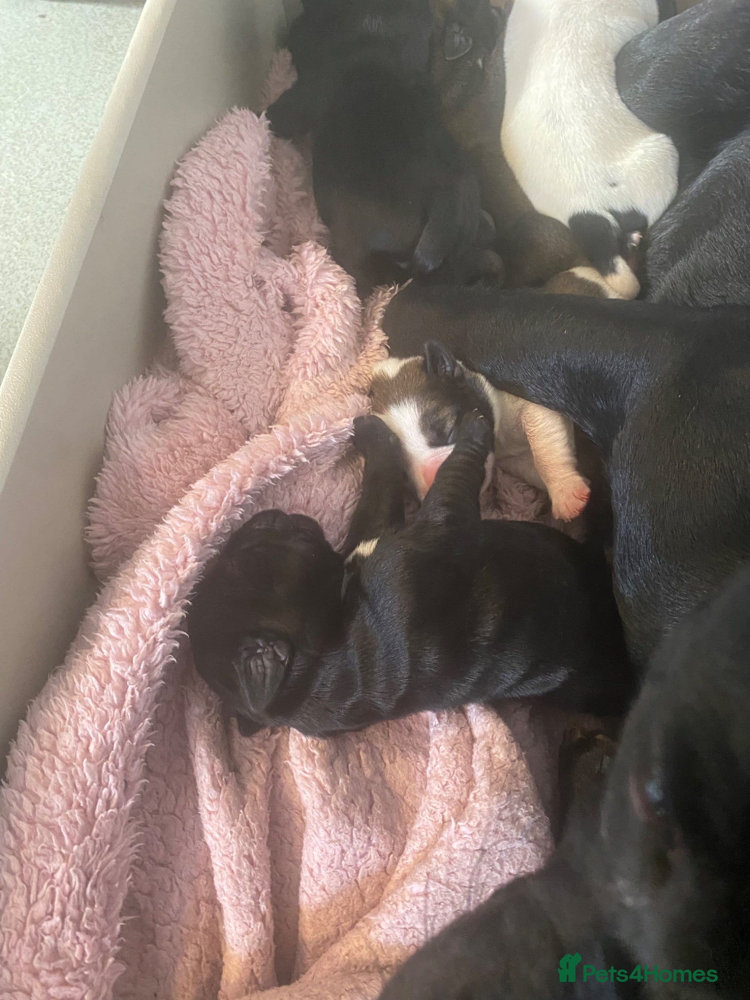 Jug dogs 6 jug puppies available  - Advert 1