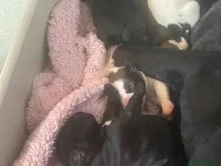 Jug dogs 6 jug puppies available - Advert 1