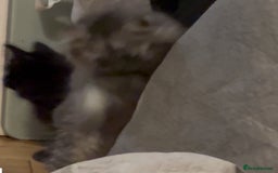 Siberian cats for sale: Pedigree Siberian kittens - Image 1