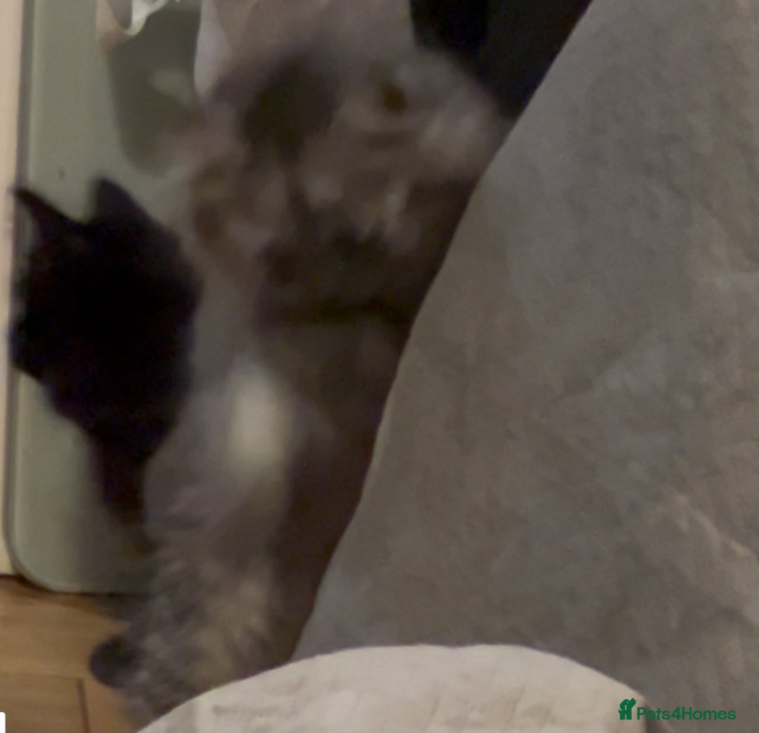 Siberian cats for sale: Pedigree Siberian kittens - Image 1