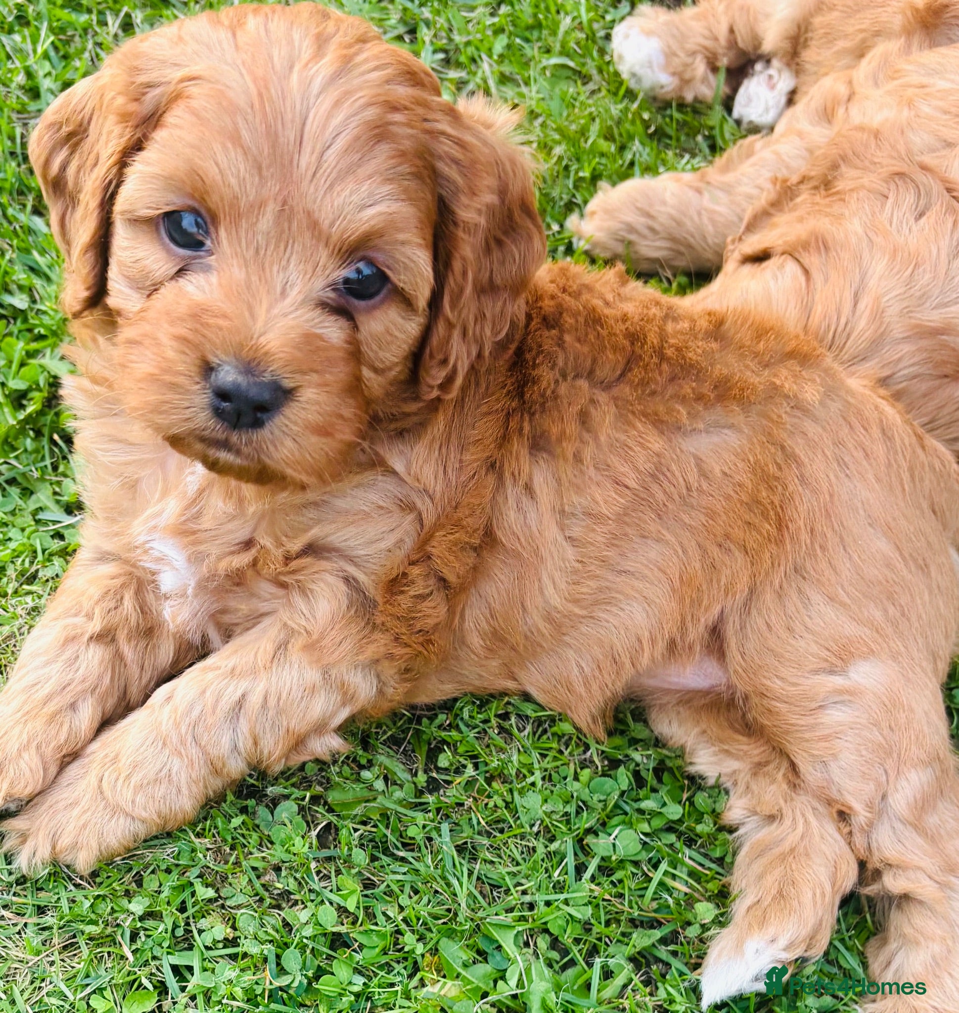 Cockapoo dogs  Toy cockapoo puppies.  - Advert 4