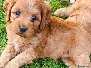 Cockapoo dogs Toy cockapoo puppies. - Advert 4