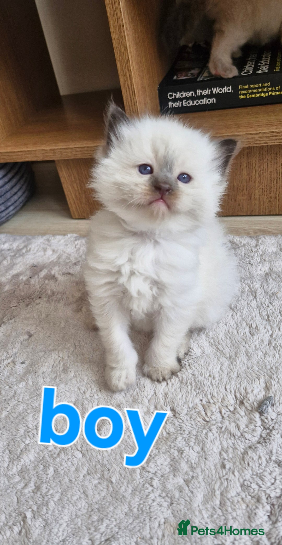 Ragdoll cats for sale: 🐾 Gorgeous Ragdoll Kittens.Ready 22nd December 🐾 - Image 29