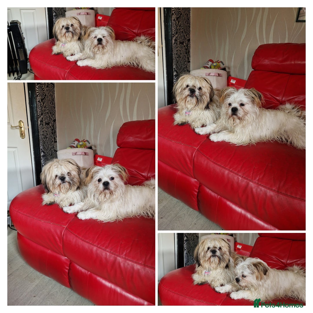 Shih Tzu dogs for sale: Puppies for sale 4 female and one male  - Image 6