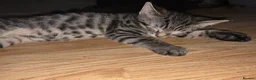 Mixed Breed cats for sale: Kittens ready for new homes - Advert 10