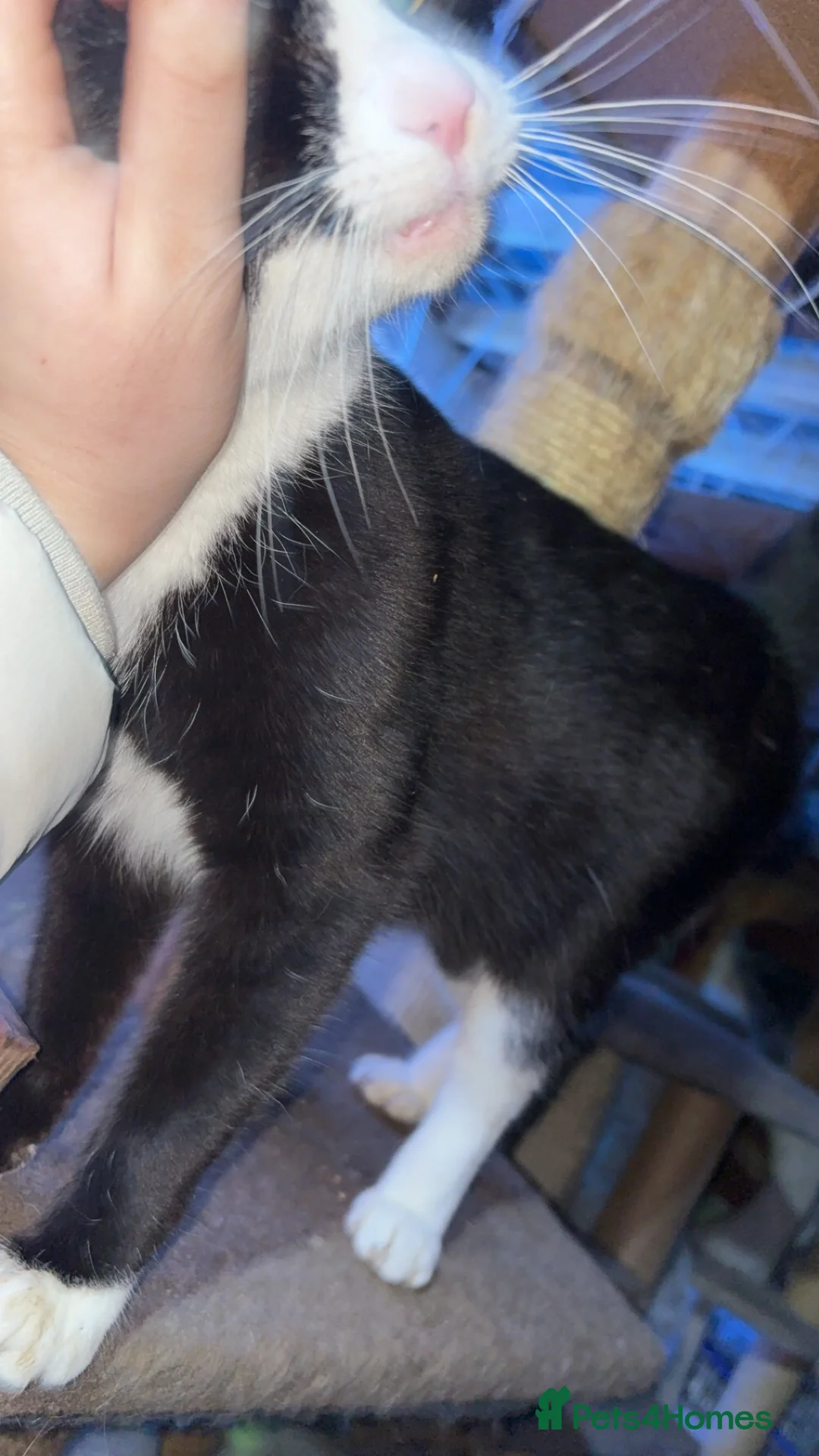 Domestic Shorthair cats for sale: Rescue cats- 60 in total, kittens/ adults🧡🙏 - Advert 34