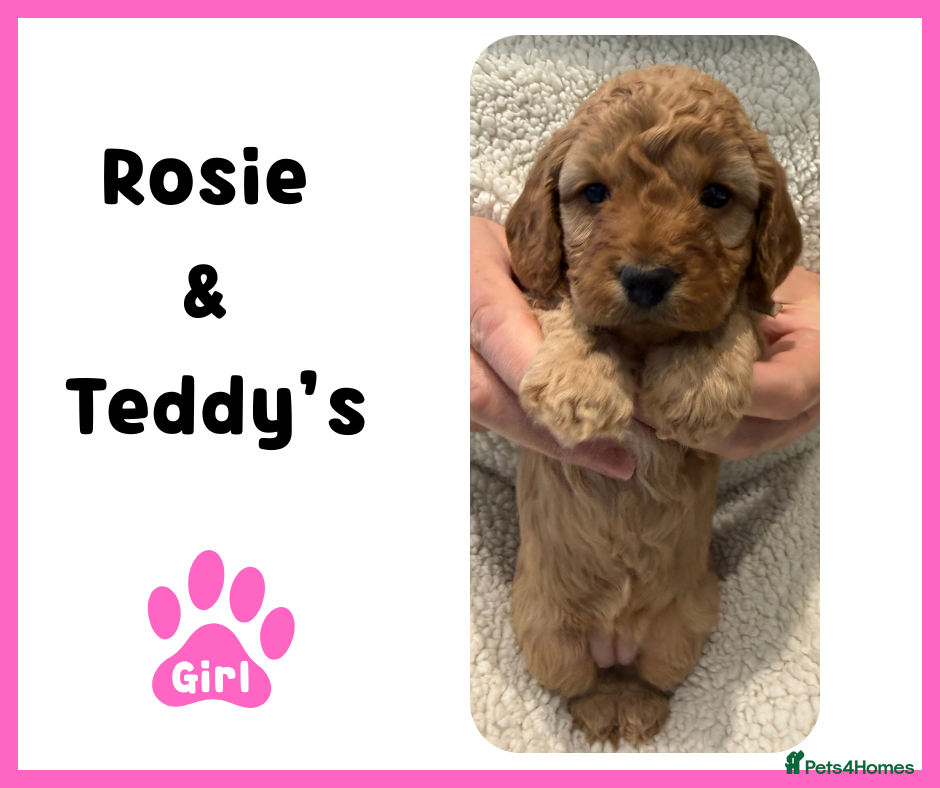 Cockapoo dogs  Cockapoo Puppies (Toy-Miniature) - Advert 2