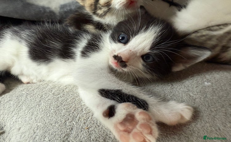Mixed Breed cats Black and white male kitten - Advert 2