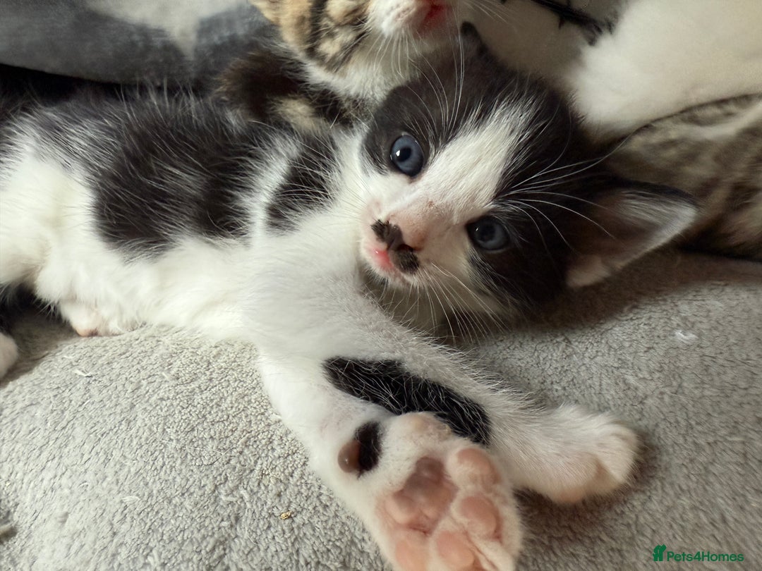 Mixed Breed cats for sale: Black and white male kitten - Advert 1