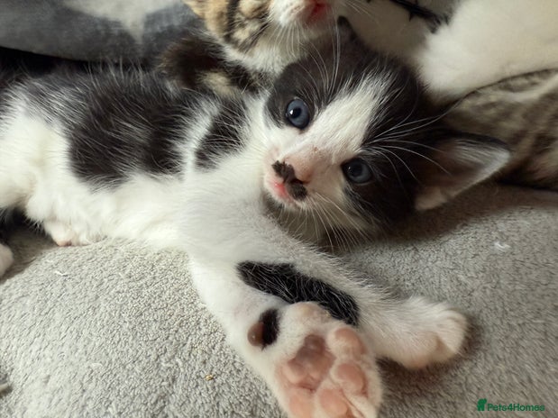 Mixed Breed cats Black and white male kitten - Advert 1