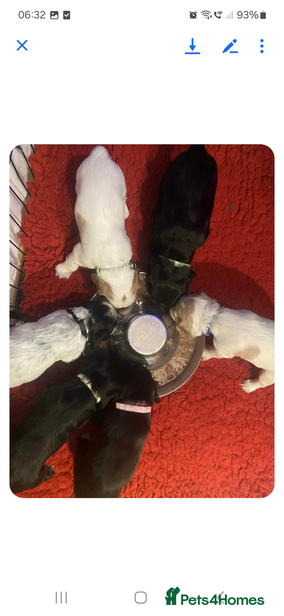 Cocker Spaniel dogs for sale: 6 cocker-spaniel pups  - Image 15