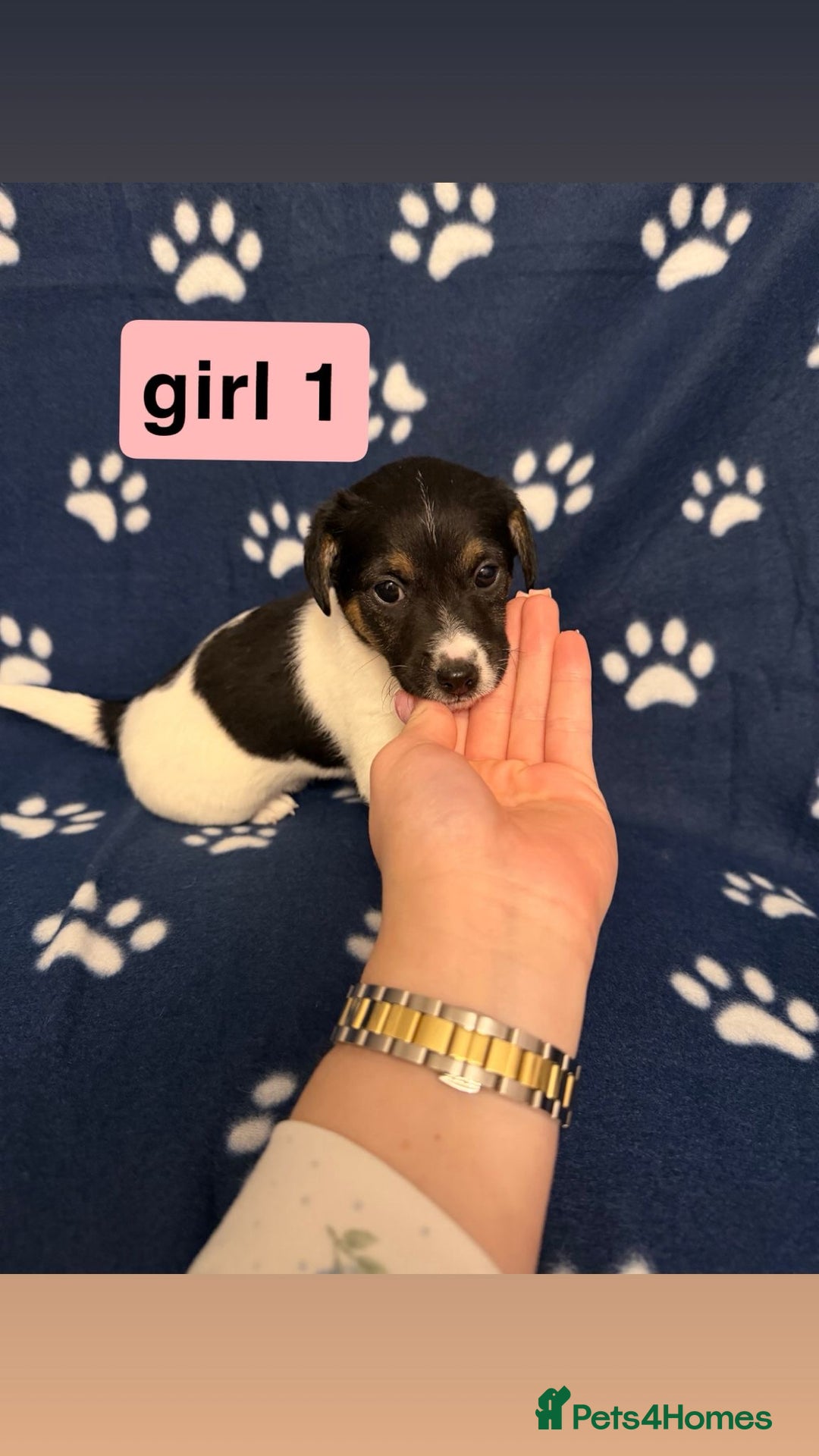 Jack Russell dogs for sale: Jack russel puppies - Advert 1