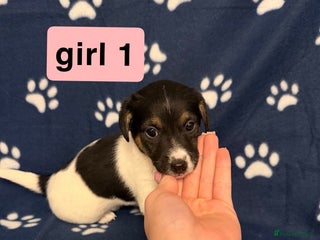 Jack Russell dogs Jack russel puppies - Advert 3