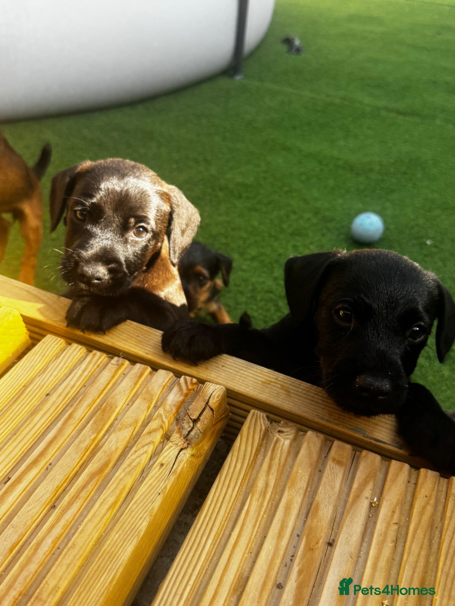 Patterdale Terrier dogs Fell terriers  - Advert 3