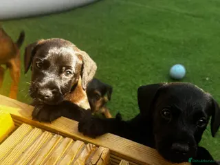 Patterdale Terrier dogs Fell terriers - Advert 3