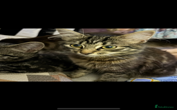 British Longhair cats for sale: Kittens for sale  - Image 8