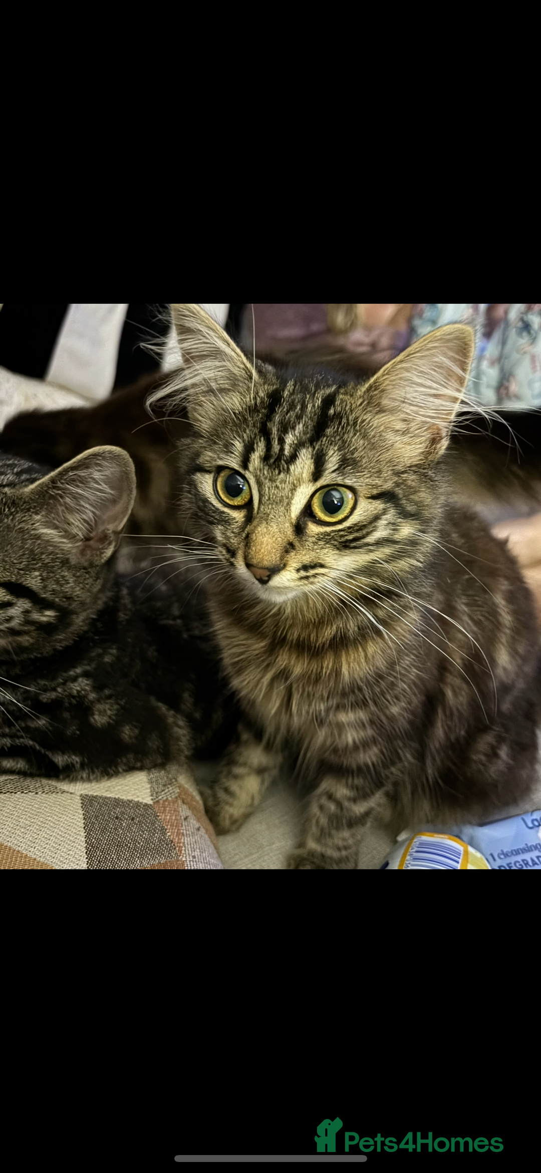 British Longhair cats for sale: Kittens for sale  - Image 8