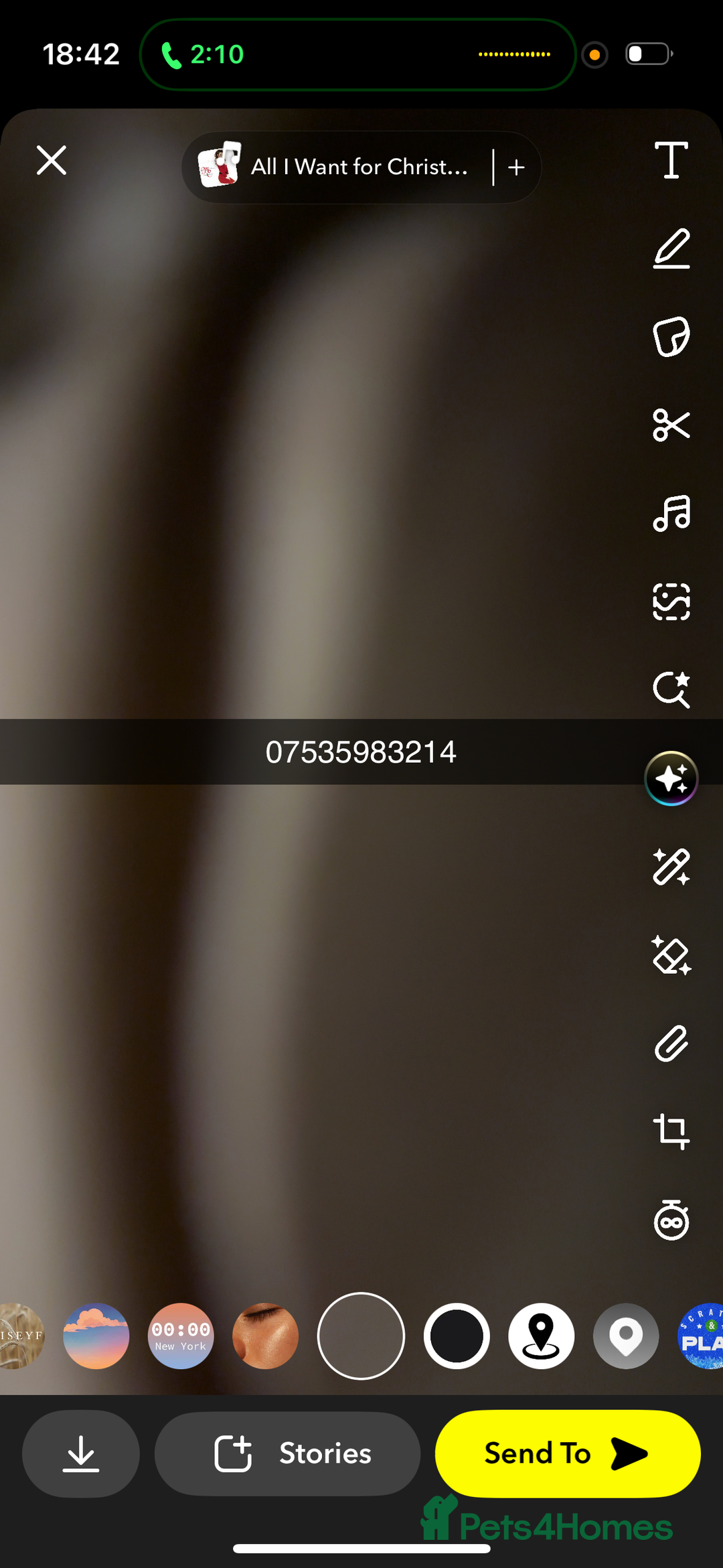 Mixed Breed cats for sale: 5 KITTENS IN SEARCH OF THEIR FOREVER HOMES  - Advert 12