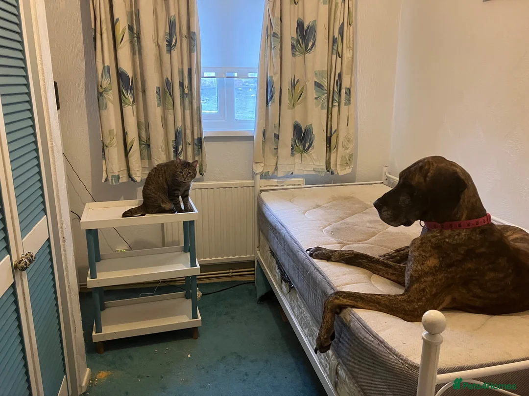 Great Dane dogs for sale: Female Great Dane  - Advert 2