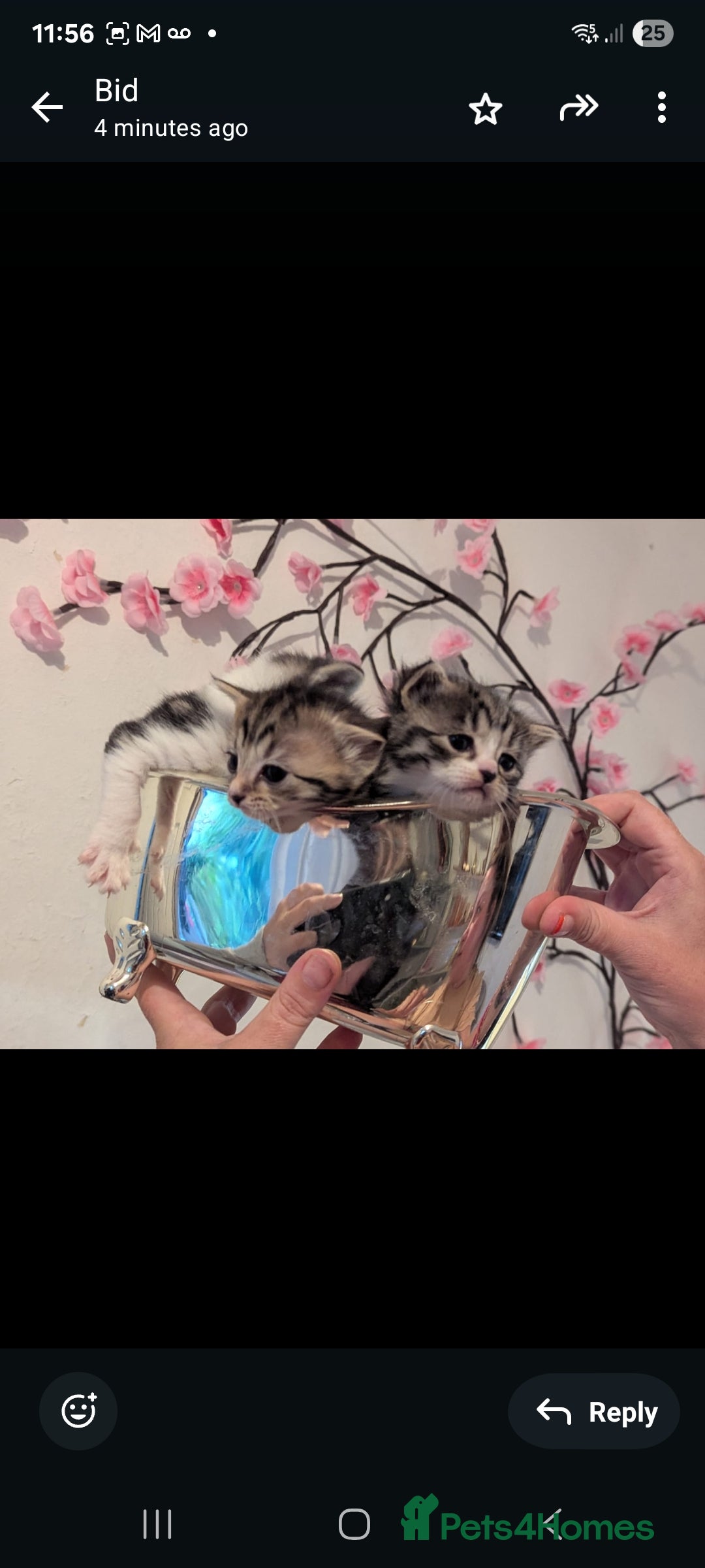 Mixed Breed cats for sale: Beautiful loving,kittens - Image 3