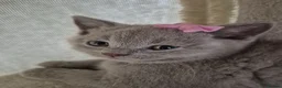British Shorthair cats for sale: British shorthair kittens  - Advert 13