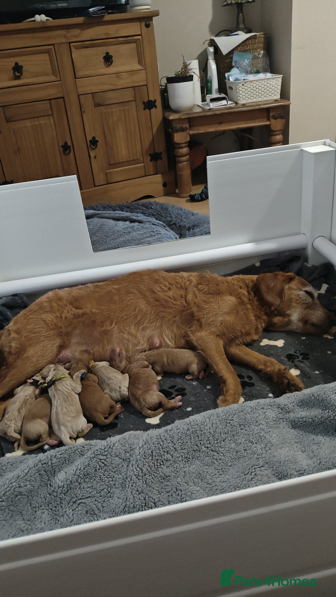 Mixed Breed dogs for sale: ✨2 Health Tested Australian Labradoodles ✨ - Image 6
