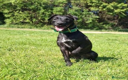Patterdale Terrier dogs for sale: Working patterdale terrier pups  - Image 4