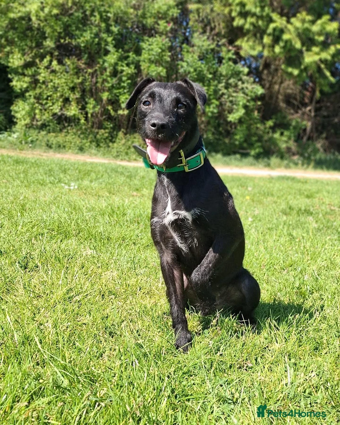 Patterdale Terrier dogs for sale: Working patterdale terrier pups  - Image 4