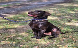 Labrador Retriever dogs for sale: Lovely KC Reg 6 month old Chocolate Lab - Image 1