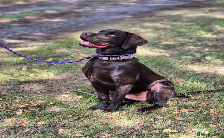 Labrador Retriever dogs - Advert 1