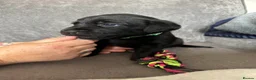 Labrador Retriever dogs for sale: KC Registered black Labrador puppies - Advert 23
