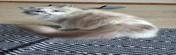 Ragdoll cats for sale: Loving female Ragdoll  - Advert 4