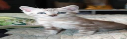 Bengal cats for sale: Two Male Bengal Kittens for Sale - Advert 4