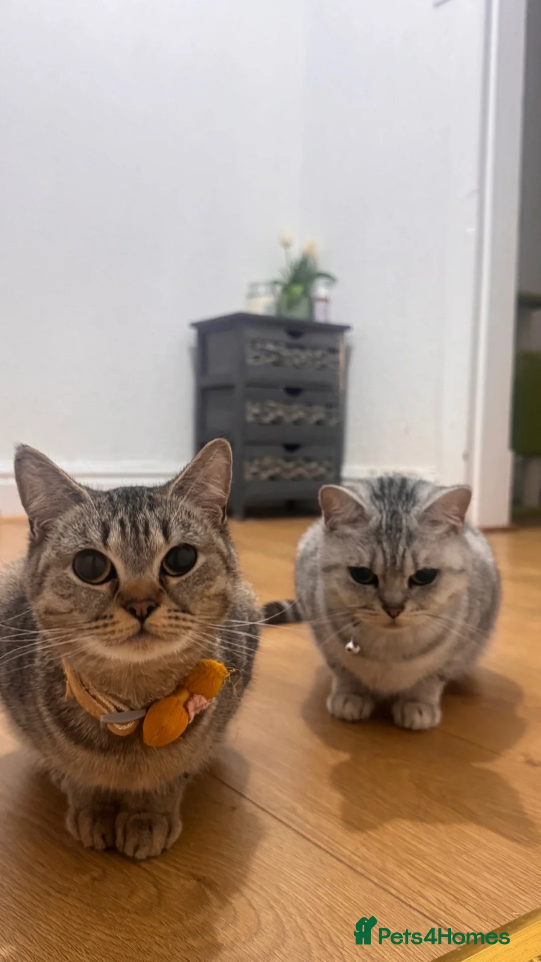 British Shorthair cats for sale: Fawn Female Tabby British Shorthair  in Manchester - Advert 1