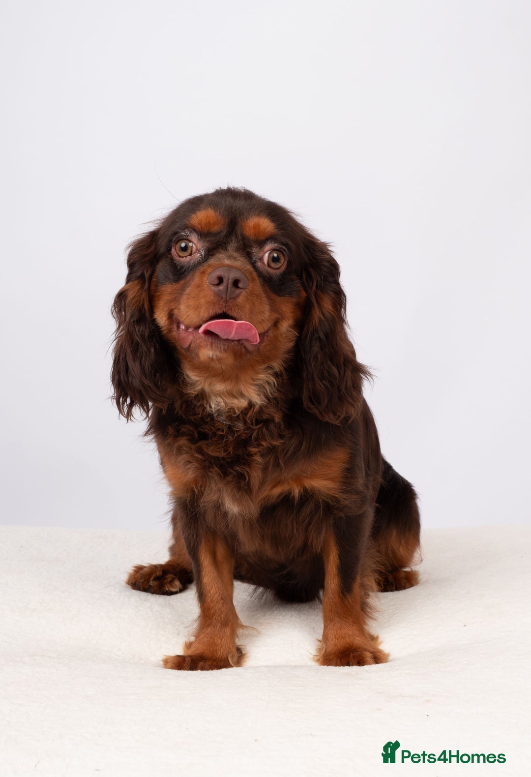 Cavalier King Charles Spaniel dogs for stud: KC REG  HEALTH TESTED CHOC & TAN CAV STUD  - Advert 6