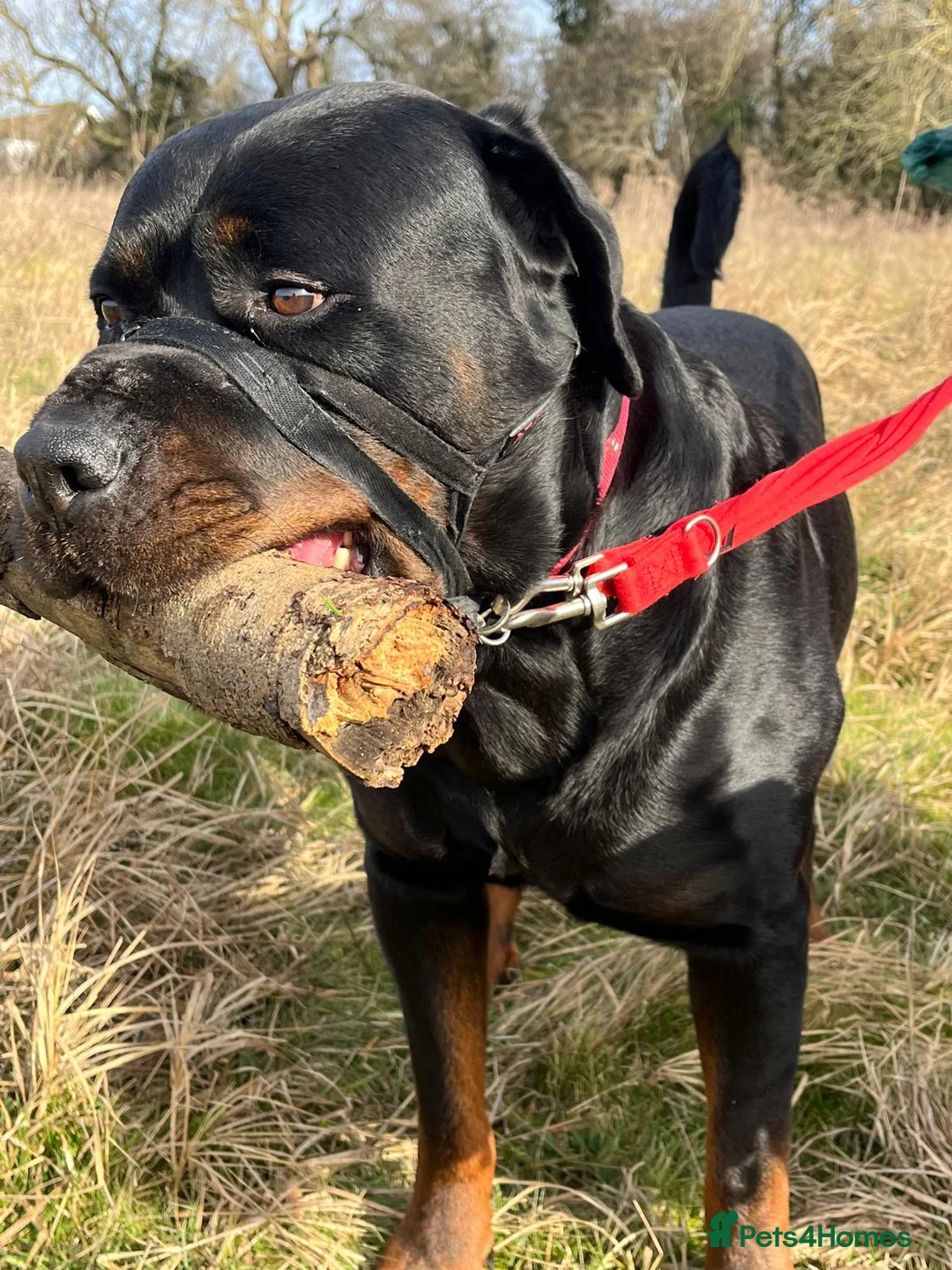 Rottweiler dogs for sale: GIANT ROTTWEILER PUP. PICK OF LITTER FEMALE - Advert 7